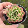 Echeveria Soul Heart