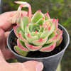 Echeveria Soul Heart