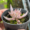 Echeveria unguiculata (WHITE FORM)