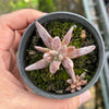 Echeveria unguiculata (WHITE FORM)