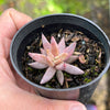 Echeveria unguiculata (WHITE FORM)