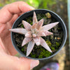 Echeveria unguiculata (WHITE FORM)