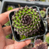 Sempervivum cantabricum 'Reinhardt' (w/pup)