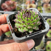 Sempervivum cantabricum 'Reinhardt' (w/pup)