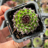 Sempervivum cantabricum 'Reinhardt' (w/pup)