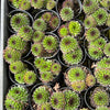 Sempervivum cantabricum 'Reinhardt' (w/pup)
