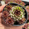 Sempervivum 'Moi' (w/pup)