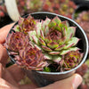 Sempervivum 'Moi' (w/pup)