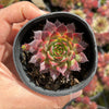 Sempervivum 'Moi' (w/pup)
