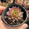 Sempervivum 'Moi' (w/pup)