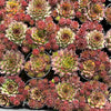 Sempervivum 'Moi' (w/pup)