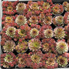 Sempervivum 'Moi' (w/pup)