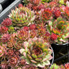 Sempervivum 'Moi' (w/pup)