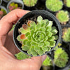 Sempervivum 'Atlanticum' (CLUSTER)