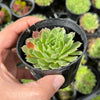Sempervivum 'Atlanticum' (CLUSTER)