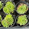 Sempervivum 'Atlanticum' (CLUSTER)
