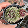 Sempervivum arachnoideum 'Rubin'