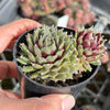 Sempervivum arachnoideum 'Rubin'