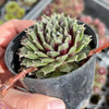 Sempervivum arachnoideum 'Rubin'