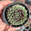 Sempervivum arachnoideum 'Rubin'