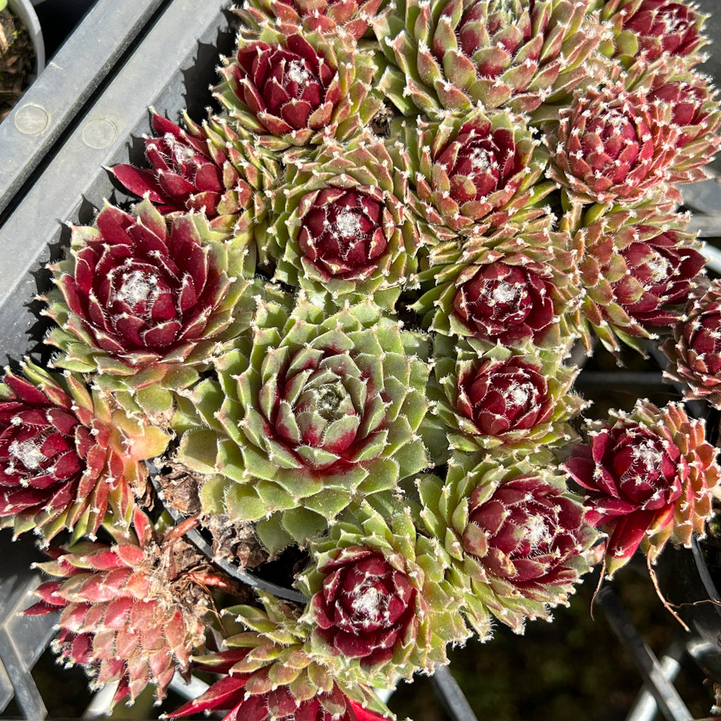 Sempervivum arachnoideum 'Rubin'