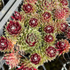 Sempervivum arachnoideum 'Rubin'