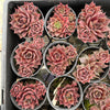 Sempervivum 'Ohio Burgundy' (w/pup)