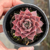 Sempervivum 'Ohio Burgundy' (w/pup)