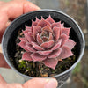Sempervivum 'Ohio Burgundy' (w/pup)