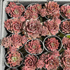 Sempervivum 'Ohio Burgundy' (w/pup)