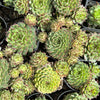 Sempervivum calcareum 'Limelight'