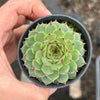 Sempervivum calcareum 'Limelight'