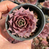 Sempervivum 'Collage'