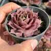 Sempervivum 'Collage'