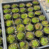 Sempervivum 'Pittoni'