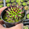 Sempervivum 'Pittoni'