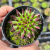 Sempervivum 'Pittoni'