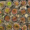 Jovibarba heuffelii 'Irene'