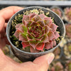 Jovibarba heuffelii 'Irene'