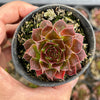 Jovibarba heuffelii 'Irene'