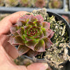 Jovibarba heuffelii 'Irene'