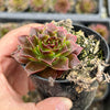 Jovibarba heuffelii 'Irene'