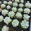 Echeveria 'Amazing Grace' | Korea form