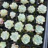 Echeveria 'Amazing Grace' | Korea form