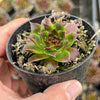 Jovibarba heuffelii 'Irene'