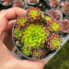 Jovibarba globifera subsp. hirta var. pressiona (w/pups)