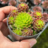 Jovibarba globifera subsp. hirta var. pressiona (w/pups)