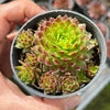 Jovibarba globifera subsp. hirta var. pressiona (w/pups)