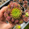 Jovibarba globifera subsp. hirta var. pressiona (w/pups)