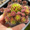 Jovibarba globifera subsp. hirta var. pressiona (w/pups)